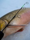 God glassfiberklinge takler større fisk. thumbnail