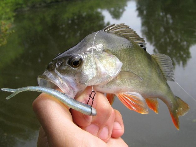 Lote De 10 Plomos De Pesca Para Técnica Drop Shot De 7 Gramos - Ideales Para Pesca De Percas Y Otras Especies