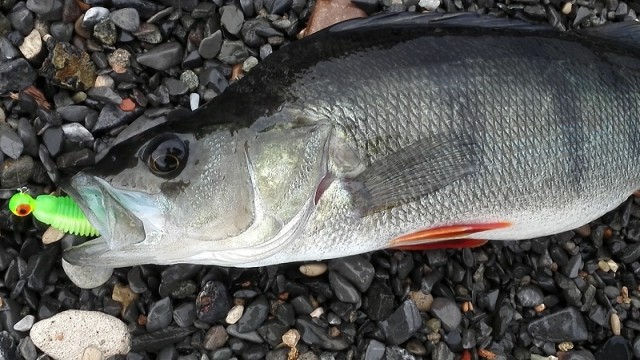 Grov abbor lar seg gjerne friste av Grubster